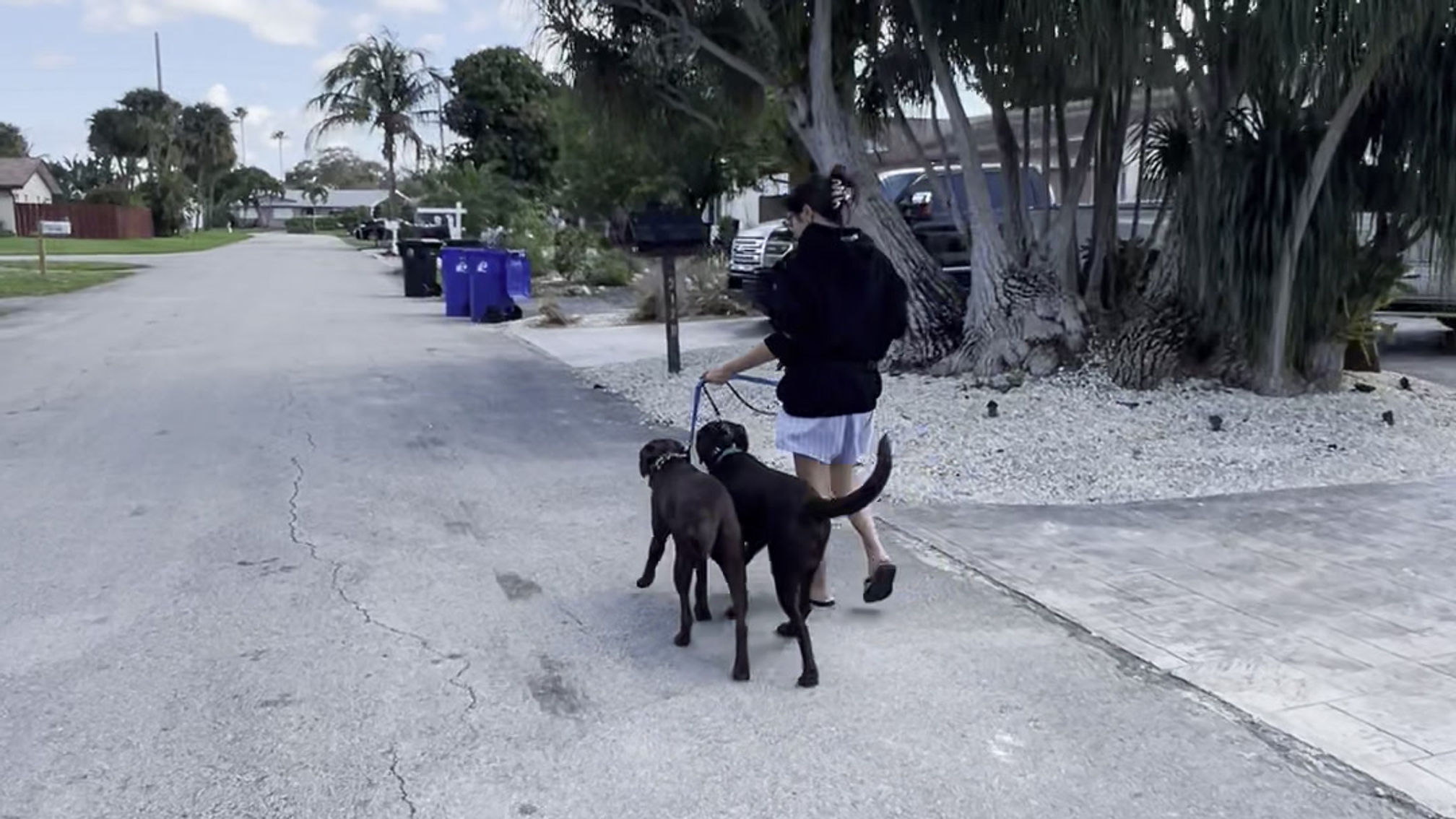 Private 1:1 Lesson for these 2 pups and their mom